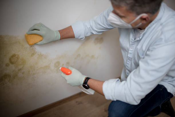 Trusted Mechanicsville, VA Mold Removal Experts