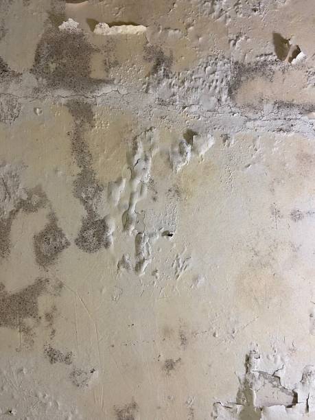 Best Emergency Mold Removal  in Mechanicsville, VA