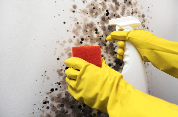 Best Affordable Mold Removal  in Mechanicsville, VA
